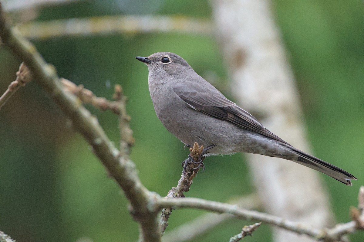 Townsend's Solitaire - ML645239513