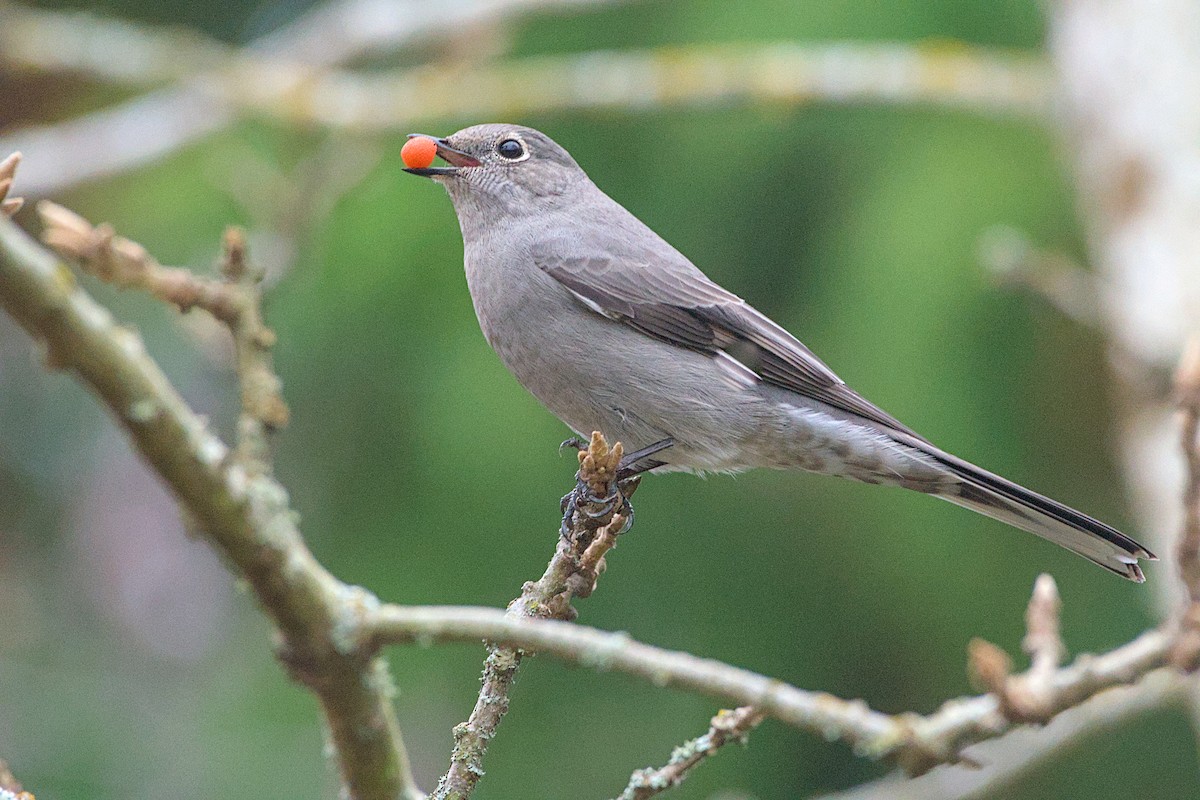 Townsend's Solitaire - ML645239516