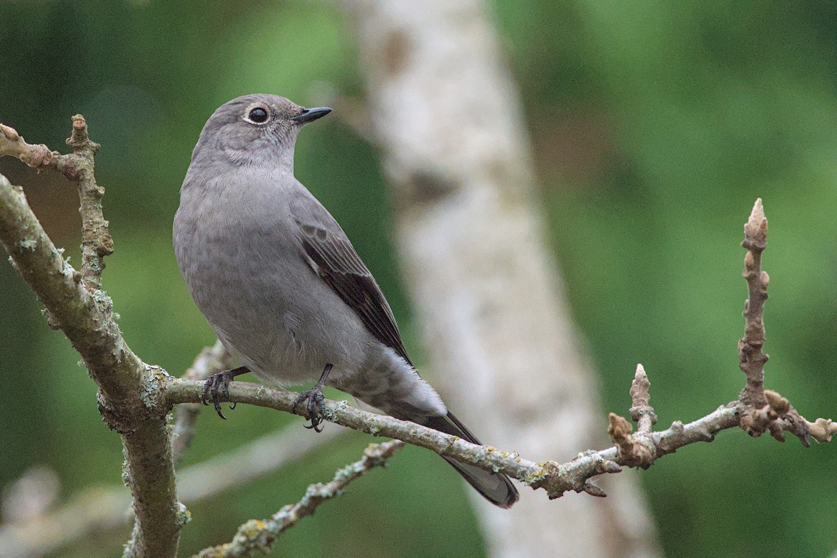 Townsend's Solitaire - ML645239517