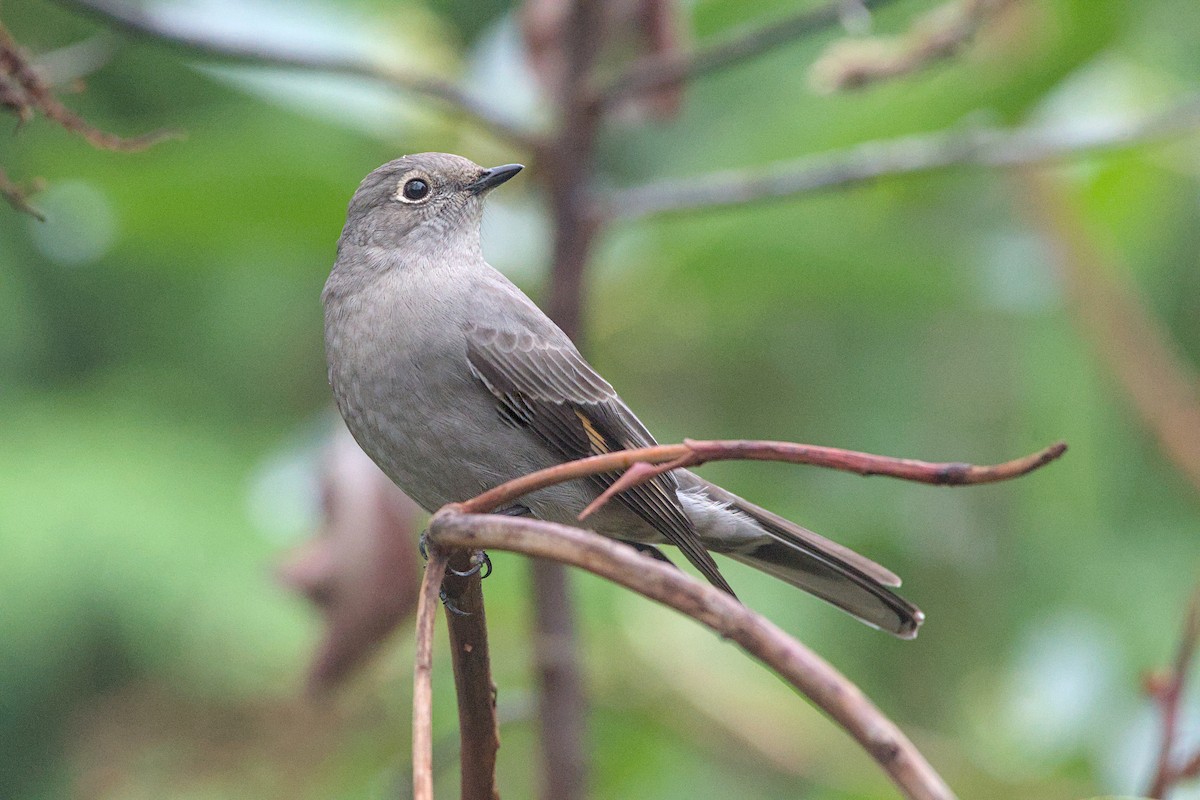 Townsend's Solitaire - ML645239518