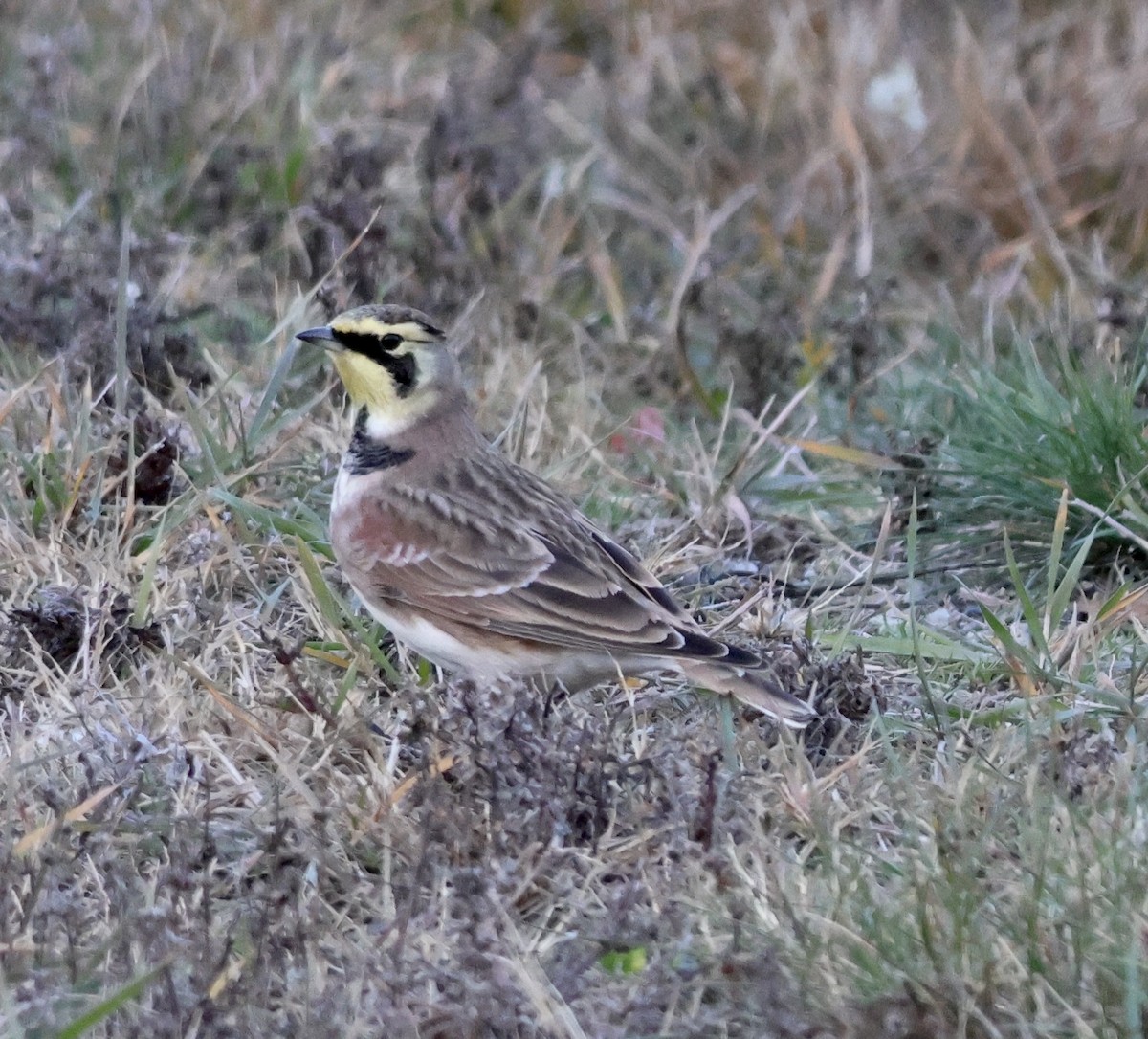 Horned Lark - ML645239519