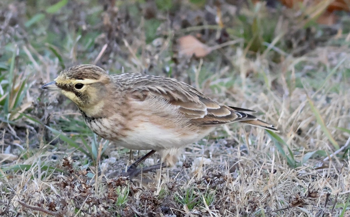 Horned Lark - ML645239520