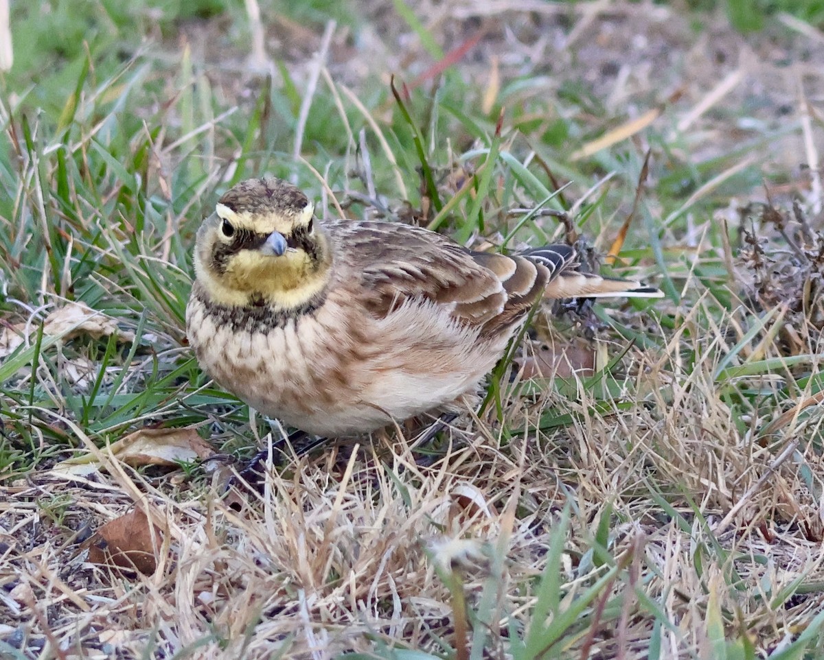 Horned Lark - ML645239524