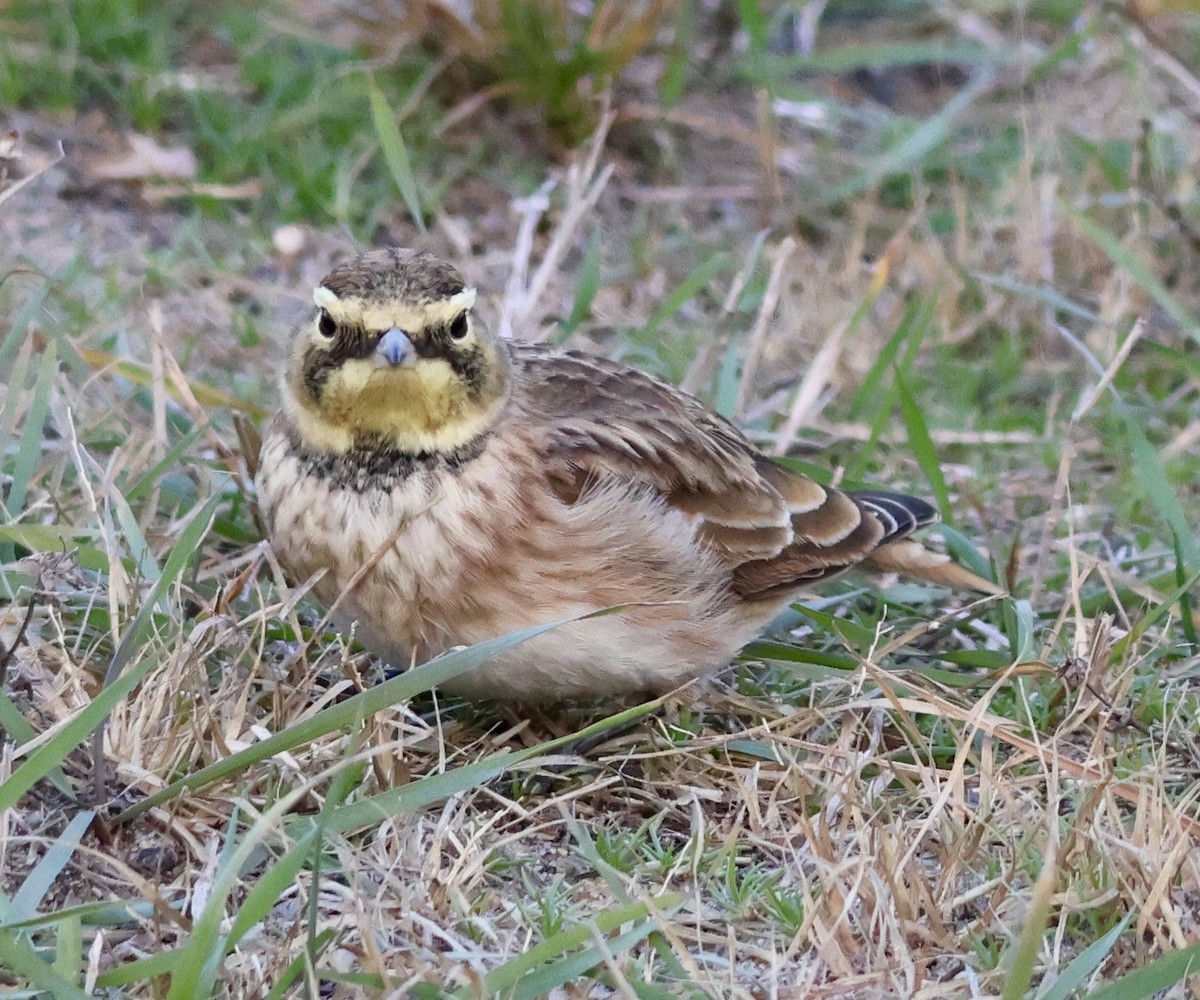 Horned Lark - ML645239528