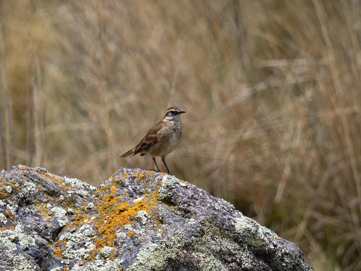 Chestnut-winged Cinclodes - ML645239531