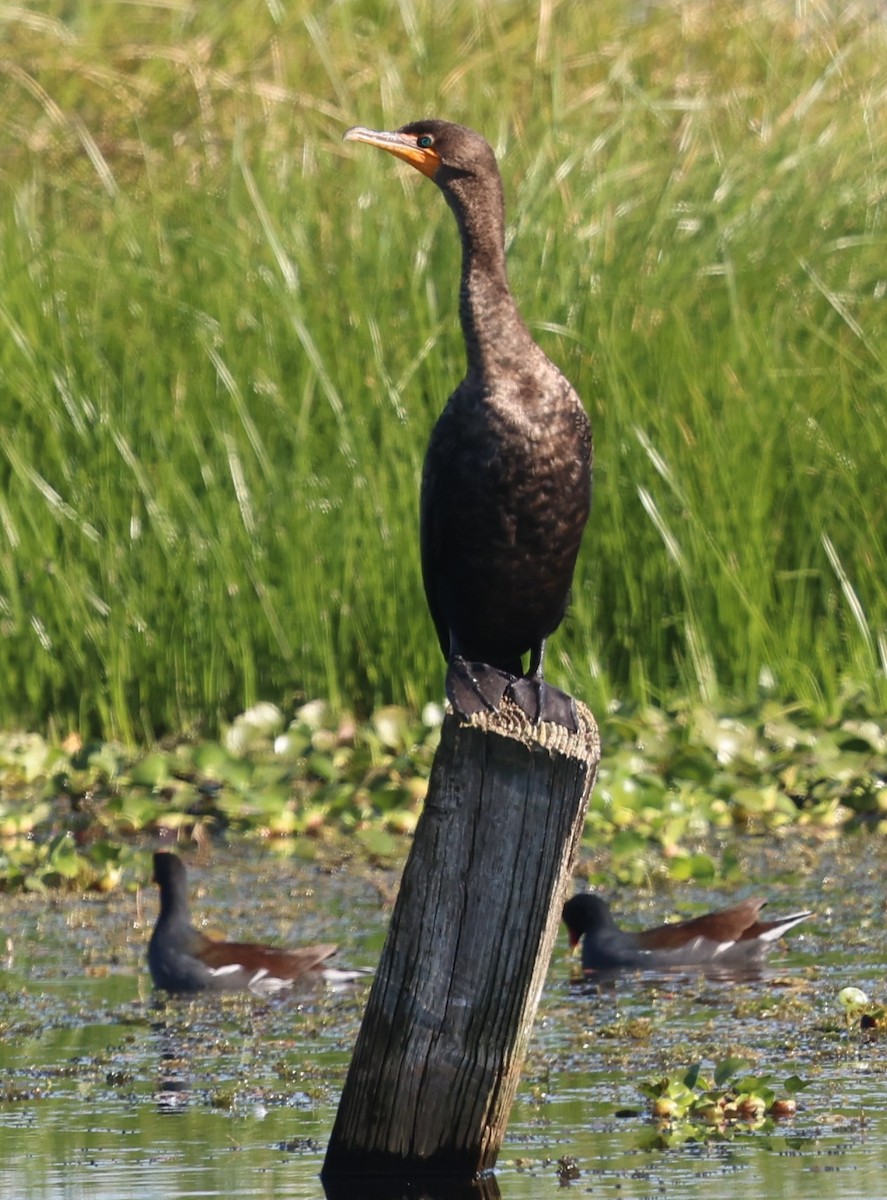 Cormorán Orejudo - ML645239542