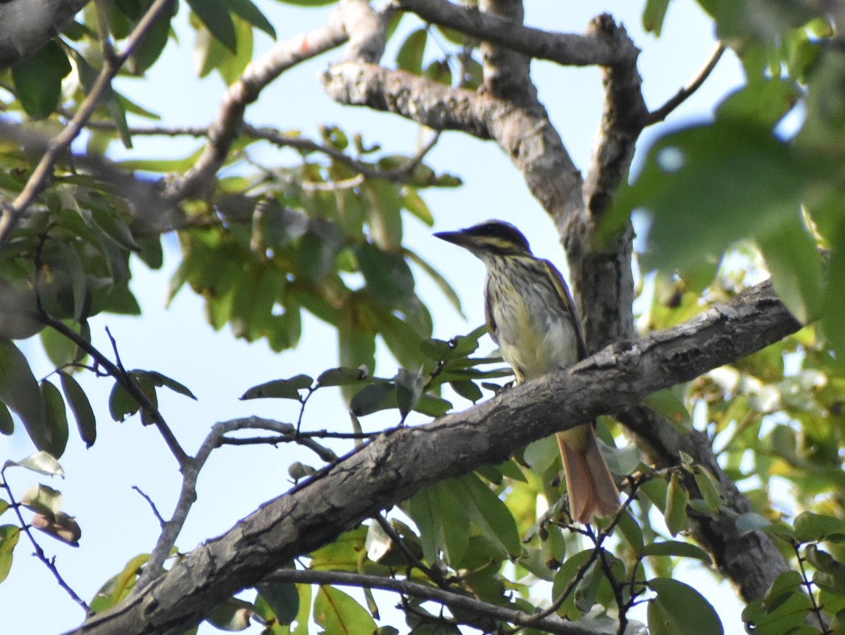 Streaked Flycatcher - ML645239548