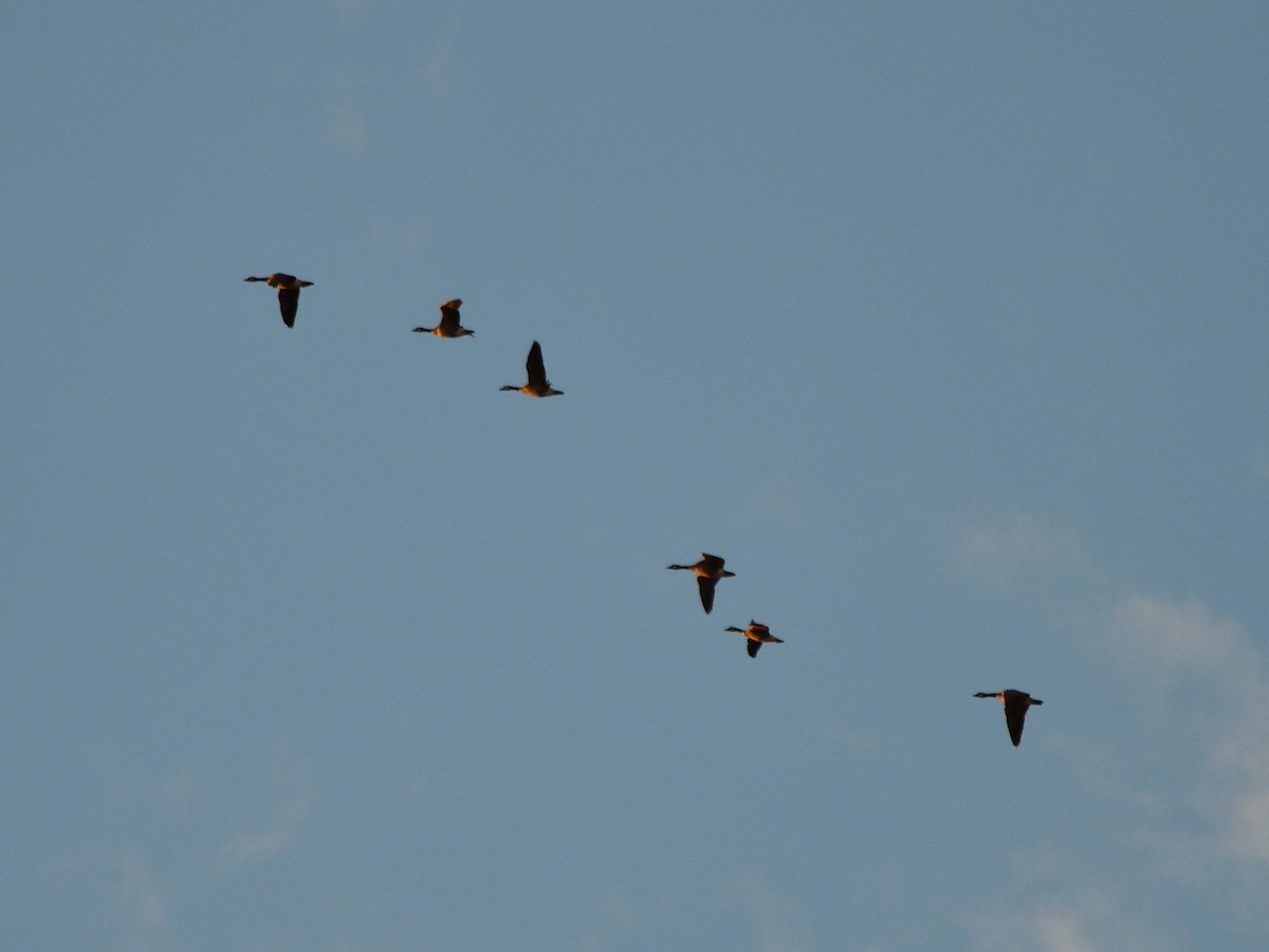 Canada Goose - ML645239555