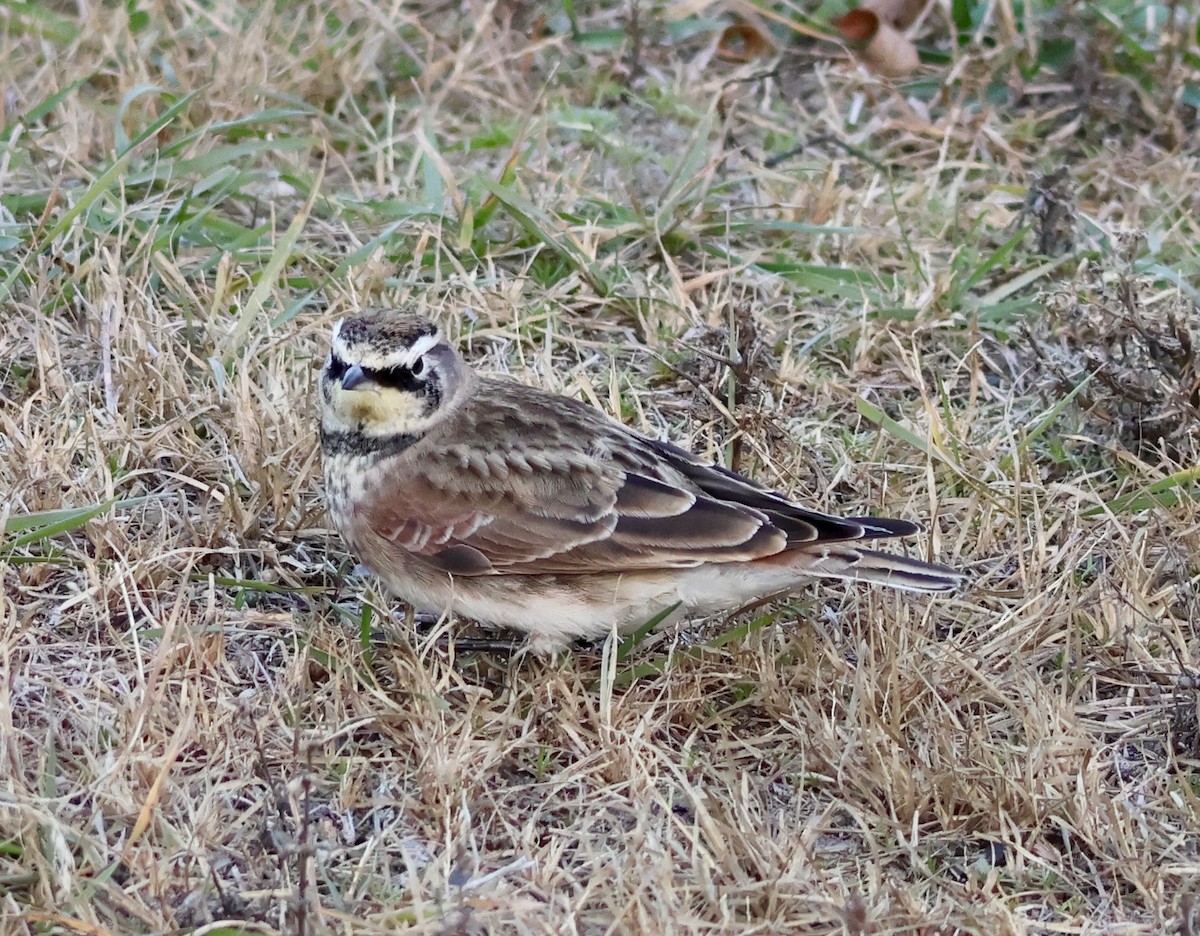 Horned Lark - ML645239564