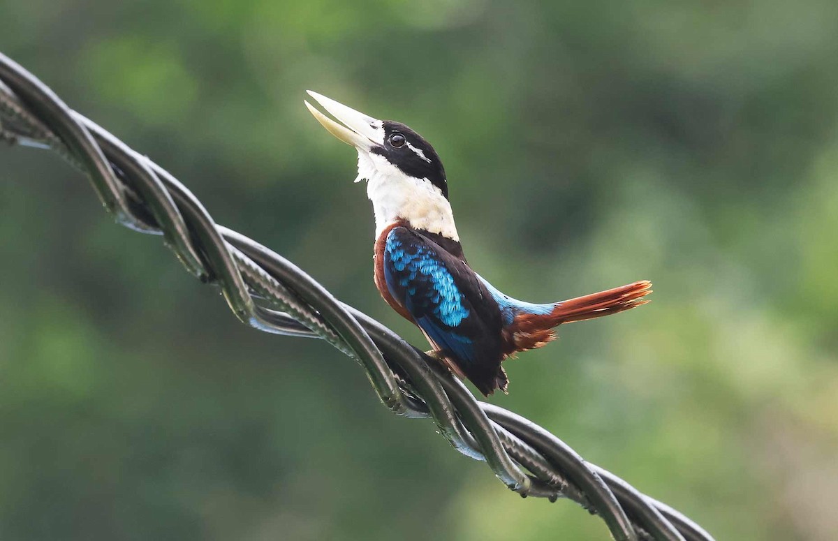 Rufous-bellied Kookaburra - ML645239565