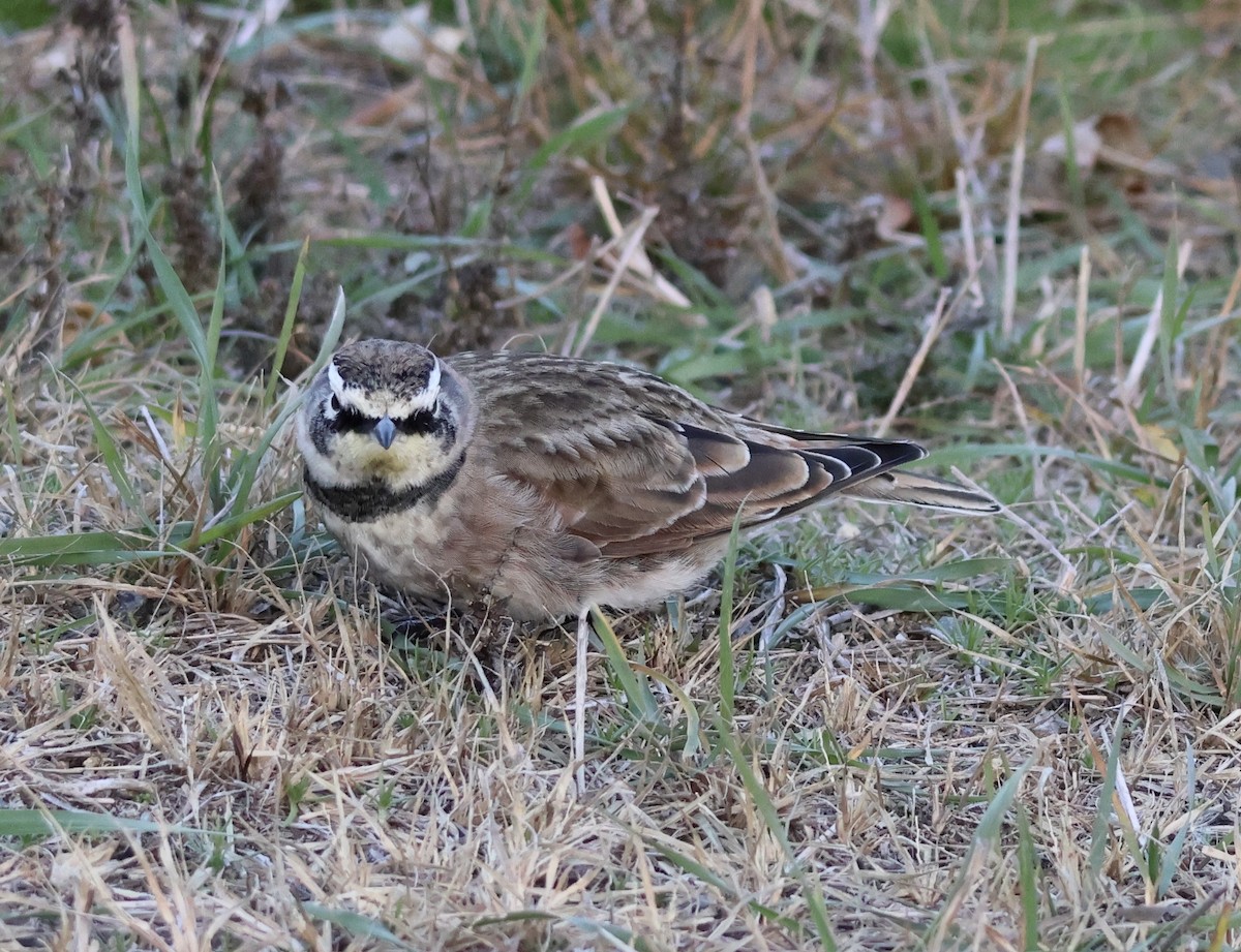 Horned Lark - ML645239567