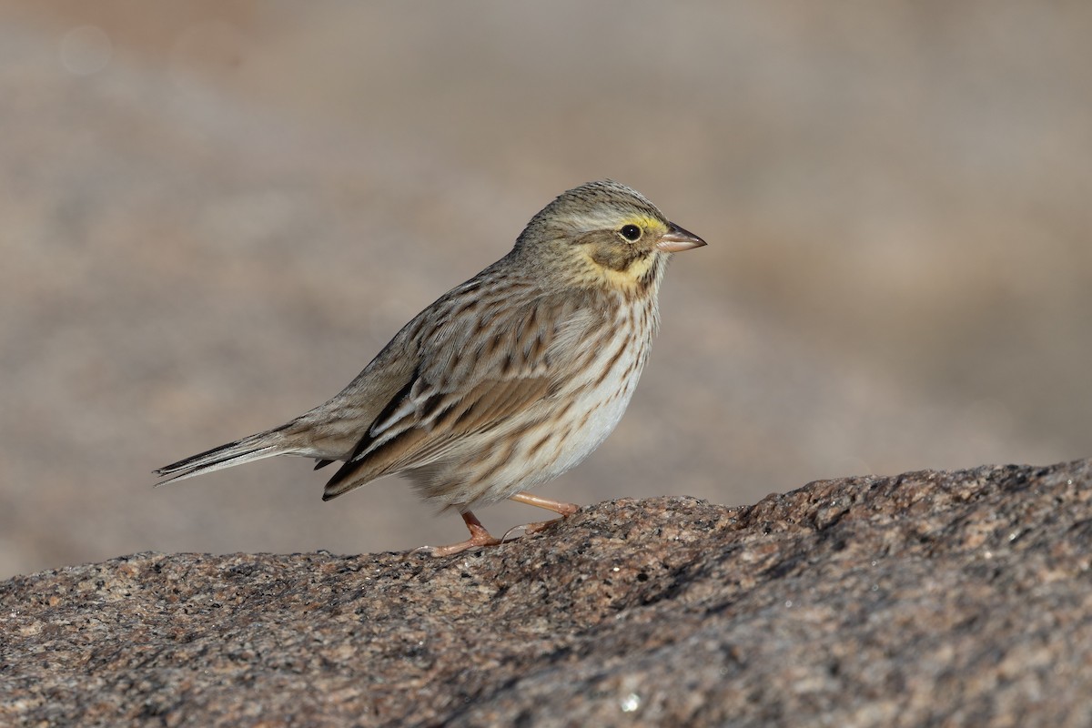 Пасовник савановий (підвид princeps) - ML645239568