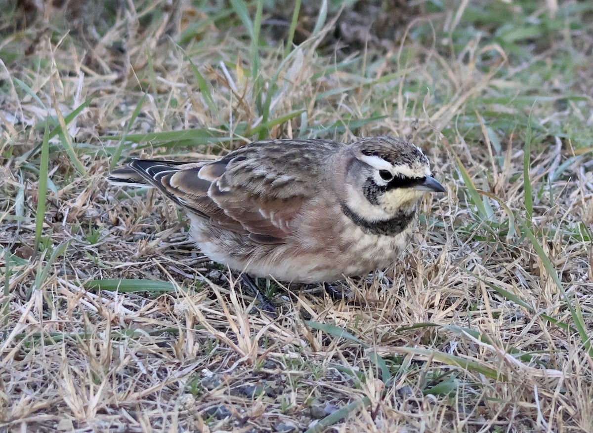 Horned Lark - ML645239569
