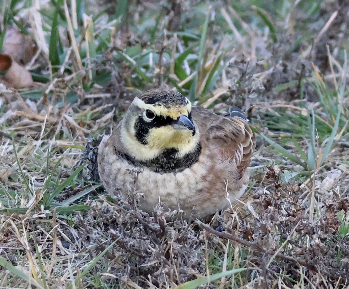 Horned Lark - ML645239573