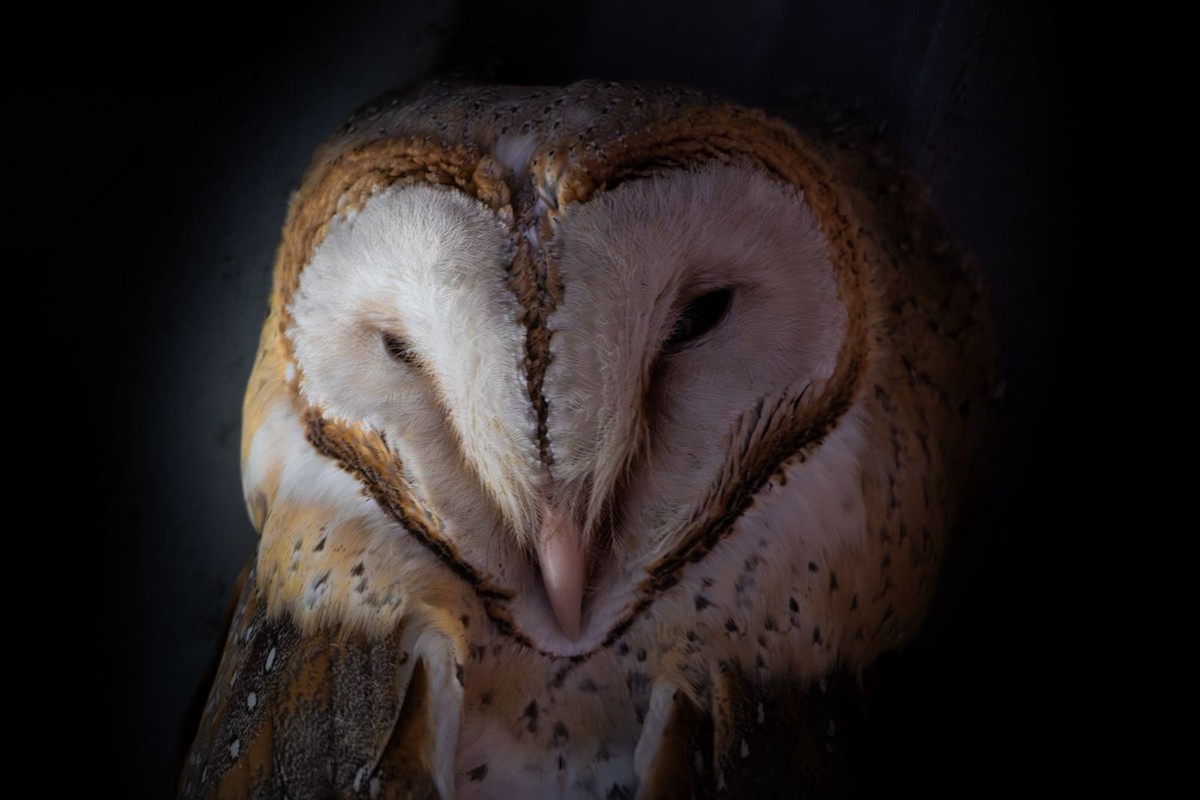 Eastern Barn Owl - ML645239576
