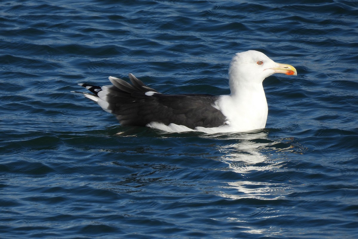 Great Black-backed Gull - ML645239589