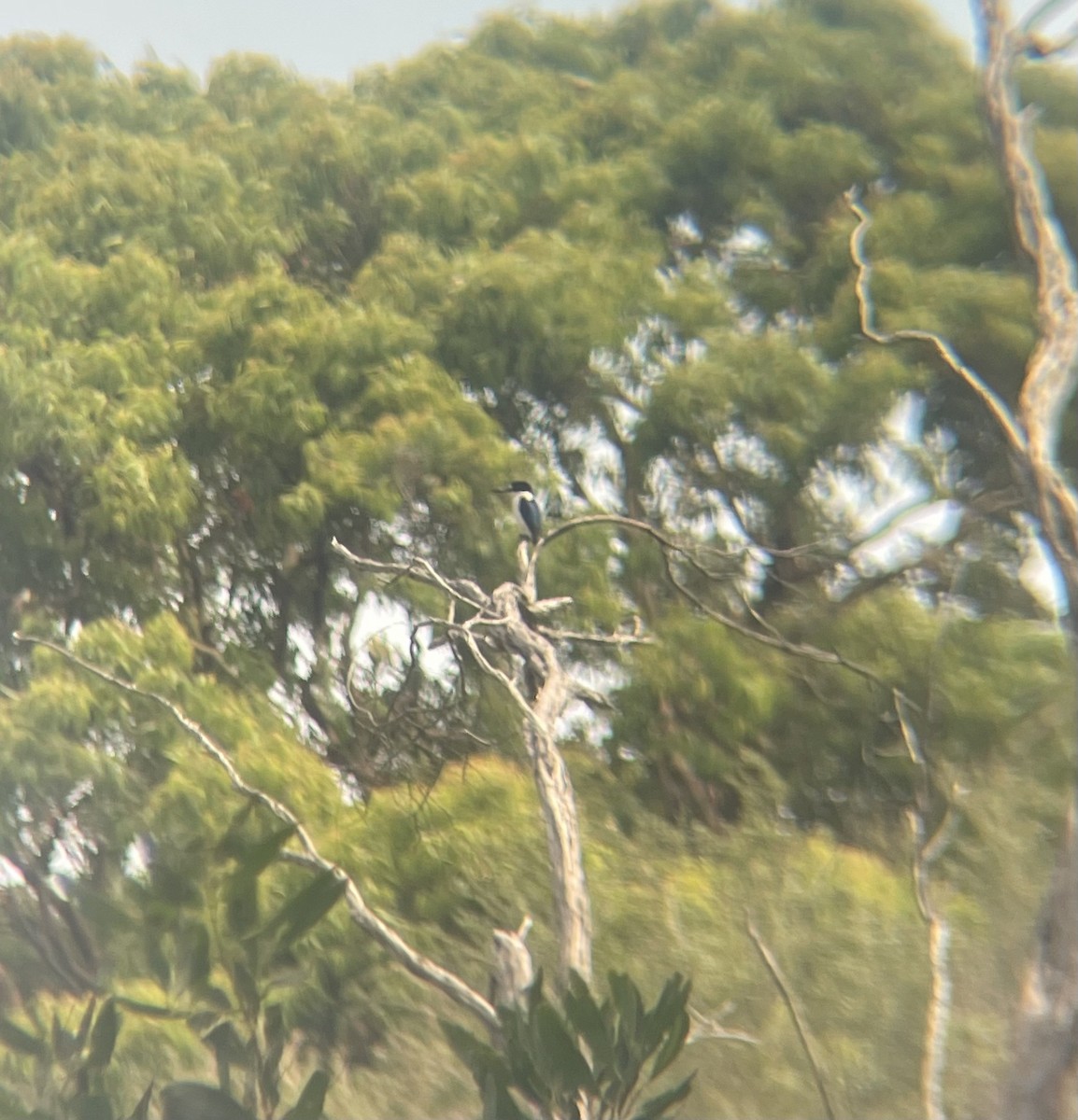 Forest Kingfisher - ML645239590