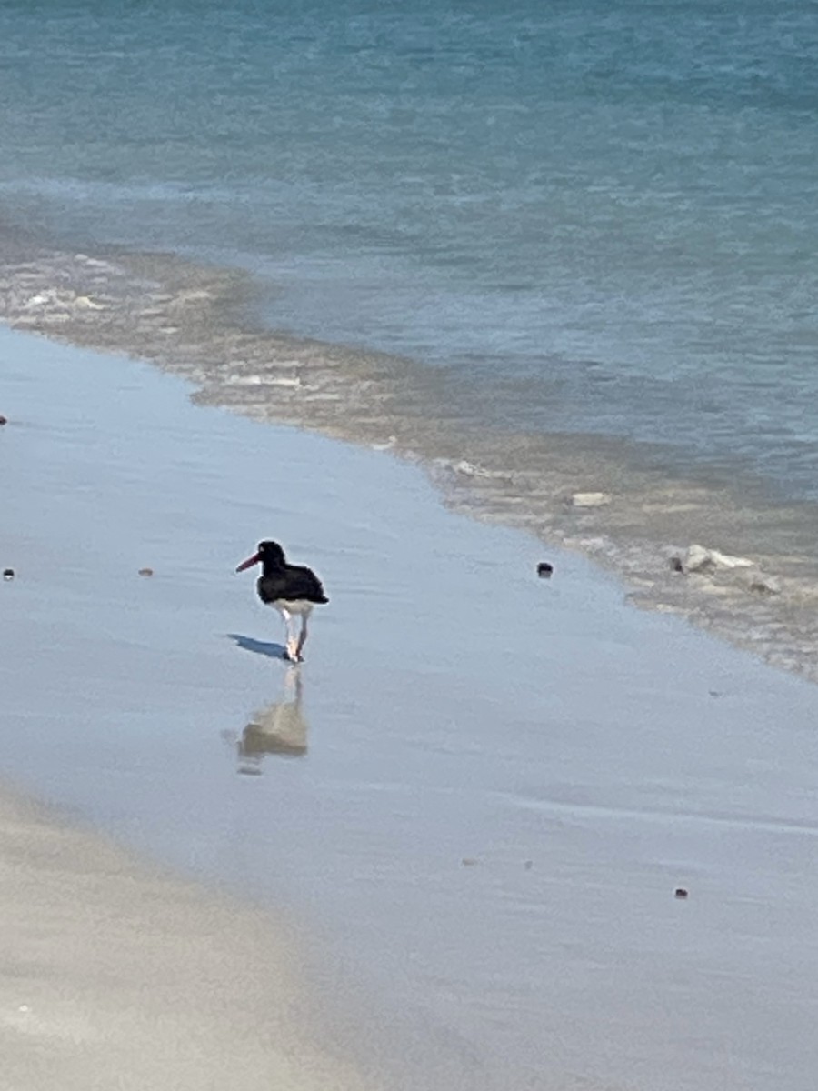 American Oystercatcher - ML645239591