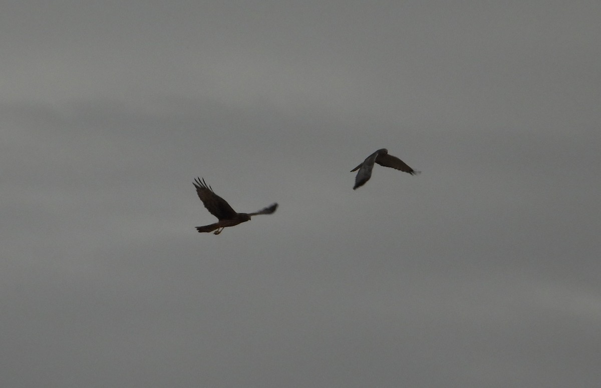Northern Harrier - ML645239592