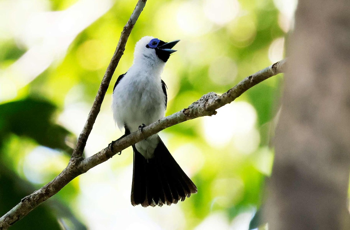 Frilled Monarch - ML645239604