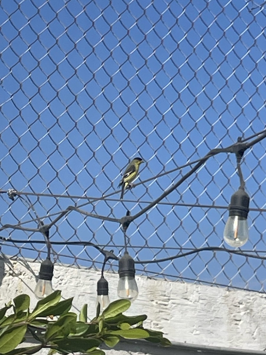 Lesser Goldfinch - ML645239619