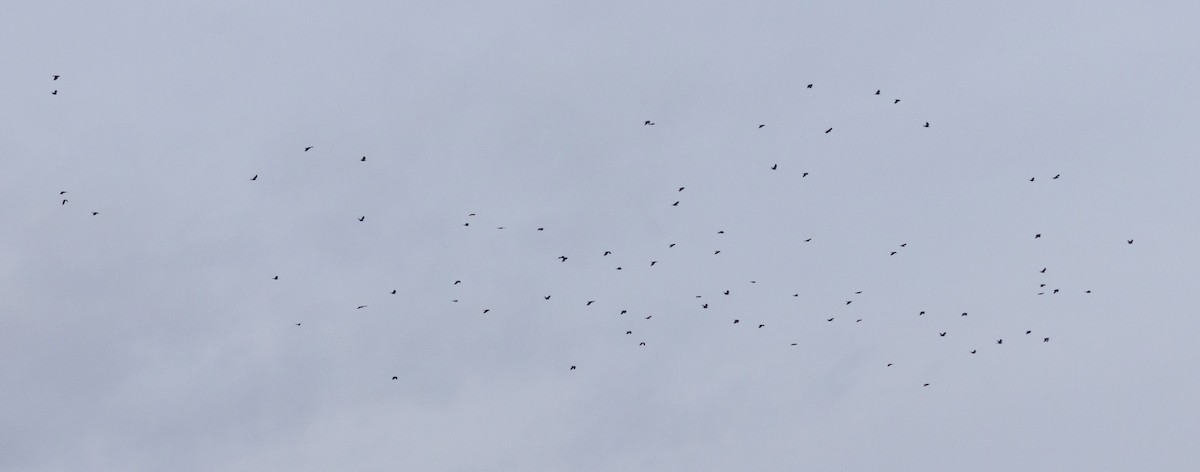 Balıkçı Karga - ML645239623