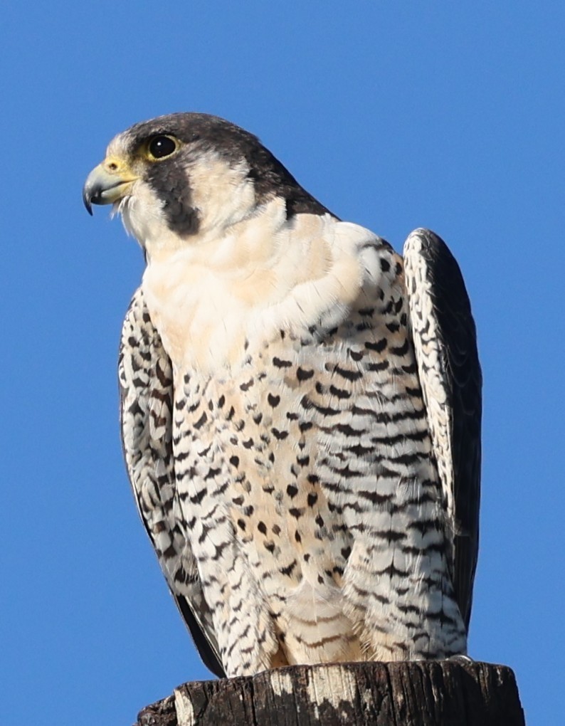 sokol stěhovavý - ML645239624