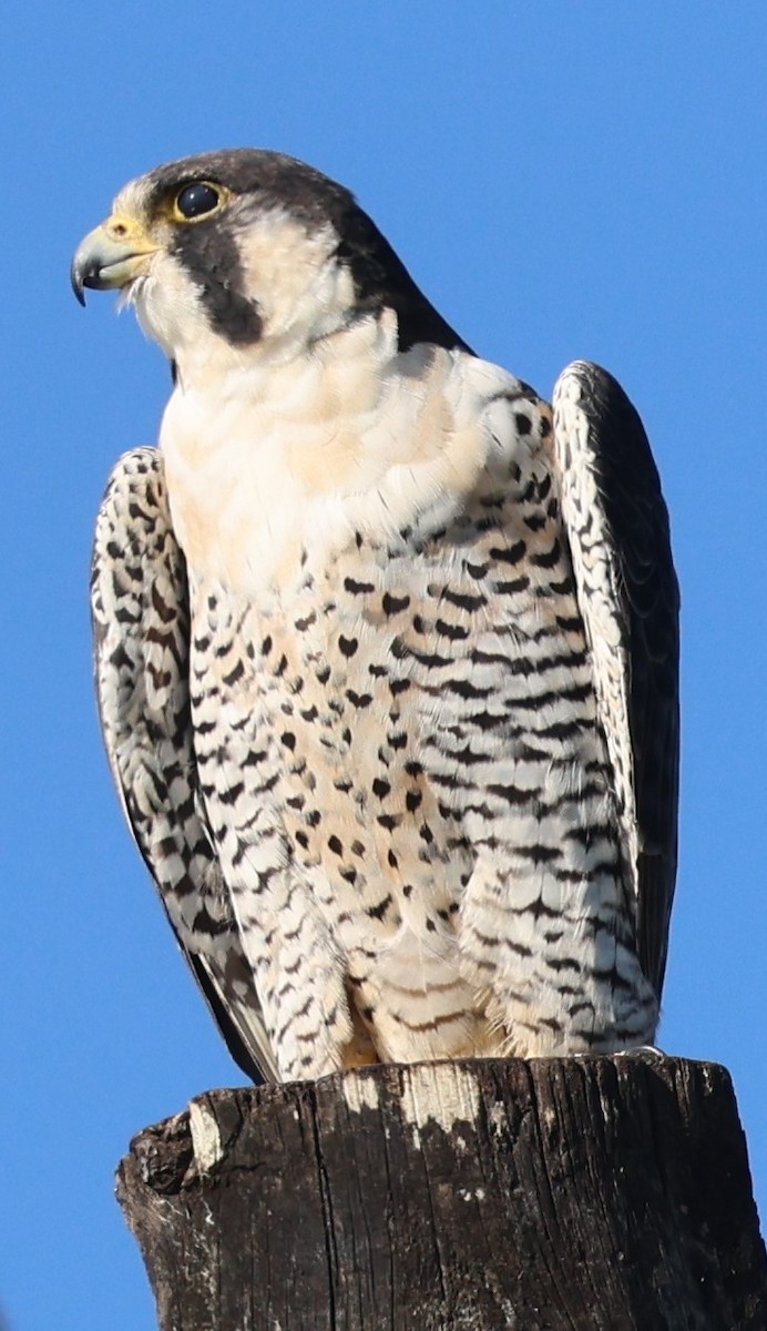 sokol stěhovavý - ML645239625