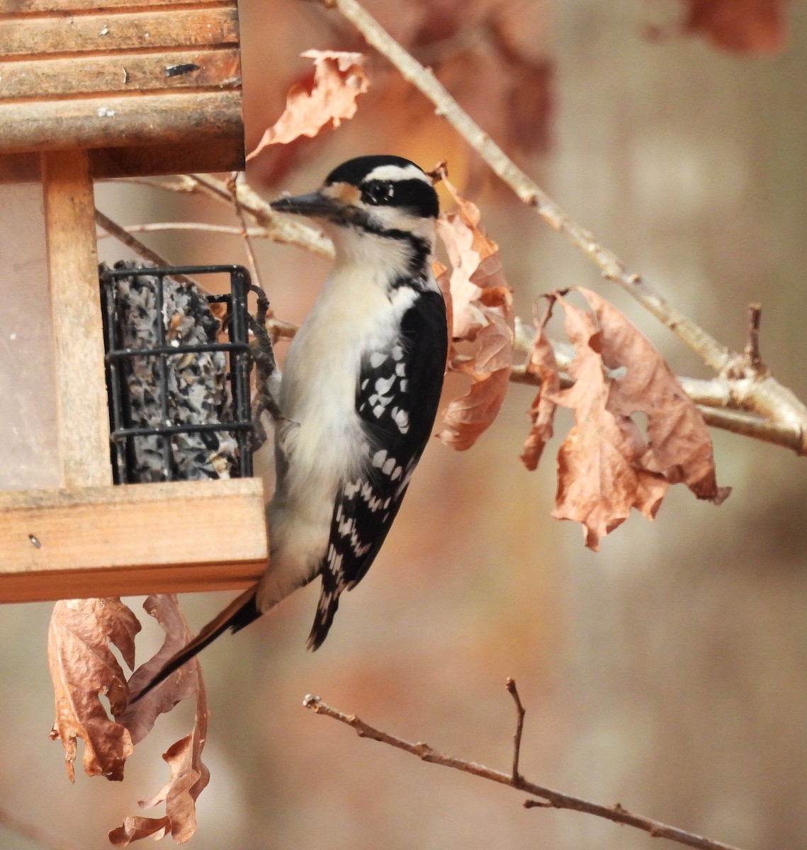 Hairy Woodpecker - ML645239626