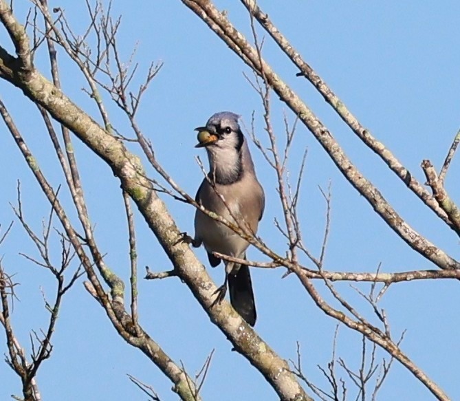 Blue Jay - ML645239629