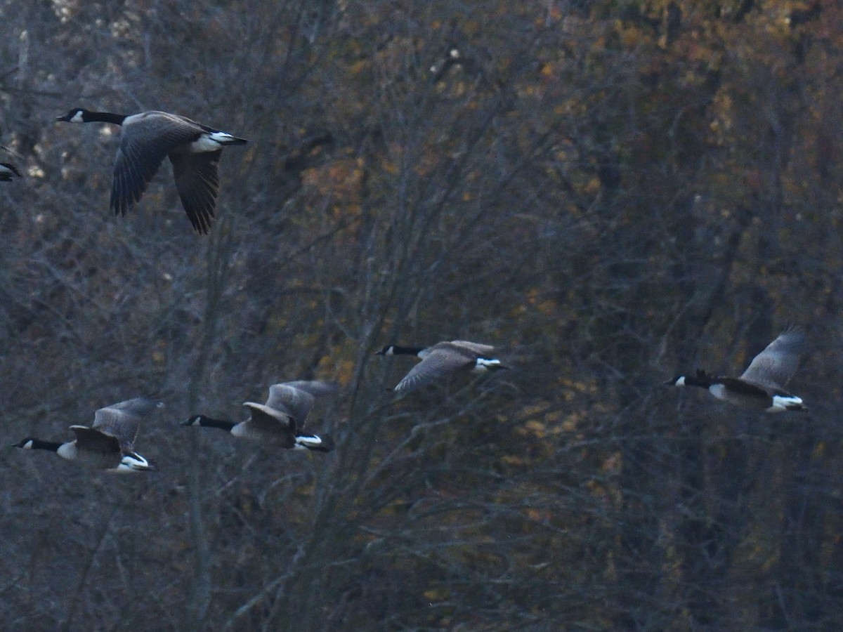 Canada Goose - ML645239641
