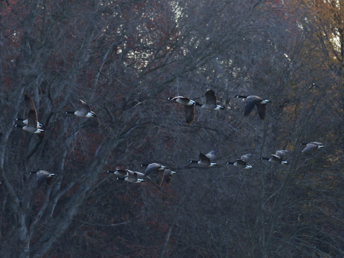 Canada Goose - ML645239642