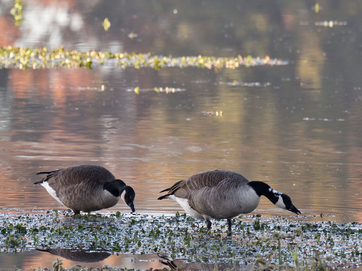 Canada Goose - ML645239662