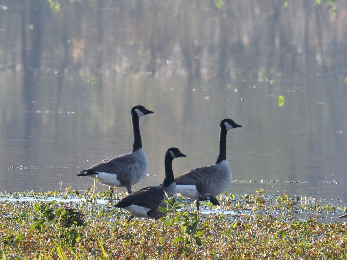 Canada Goose - ML645239663
