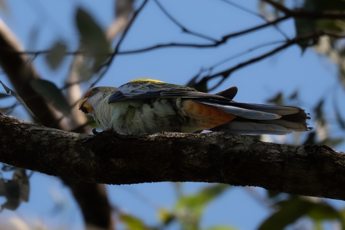 Pale-headed Rosella - ML645239664