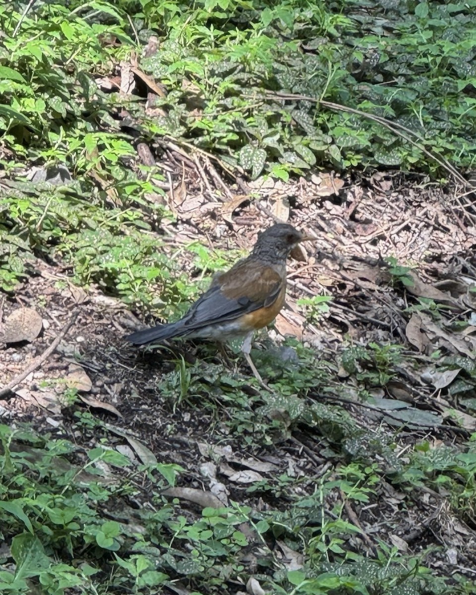 Meksika Ardıcı - ML645239678