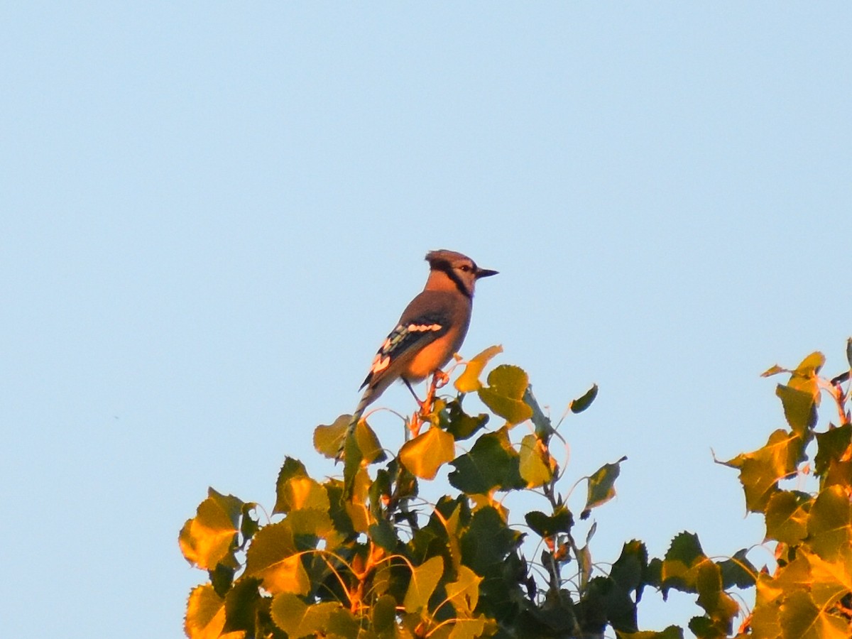 Blue Jay - ML645239679