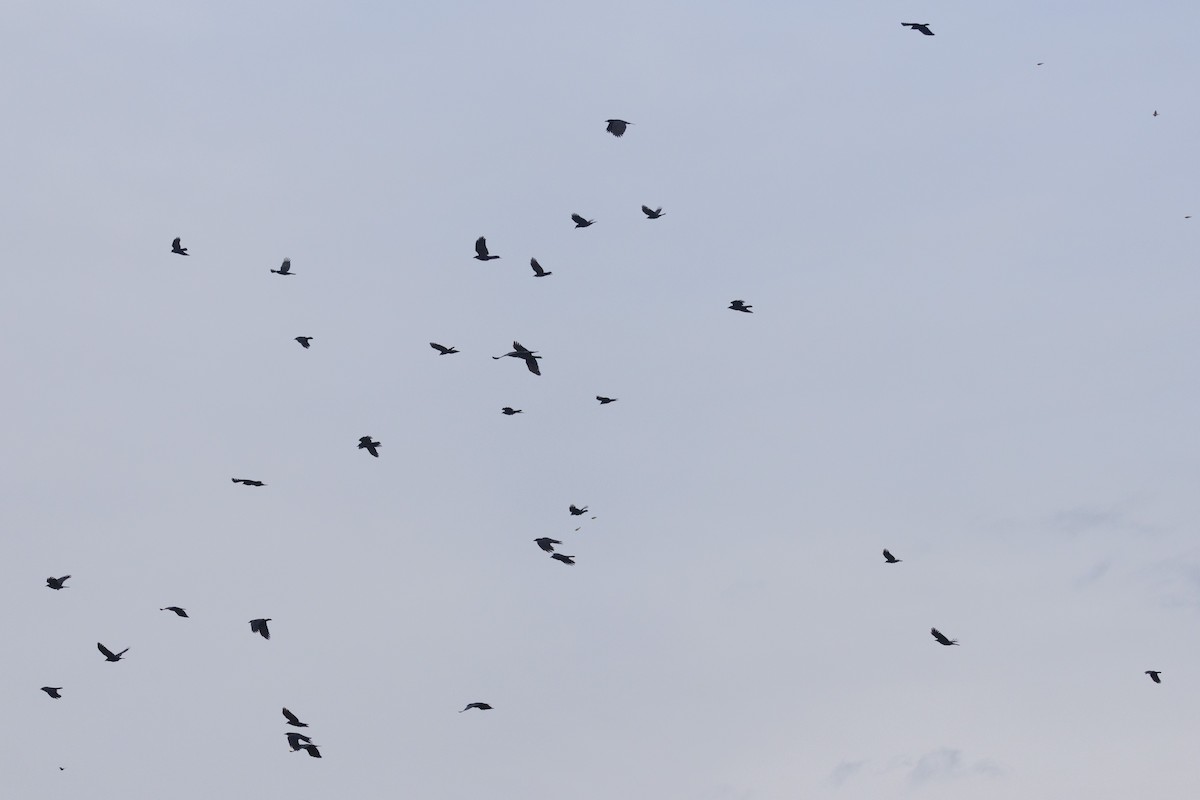 American Crow - ML645239683