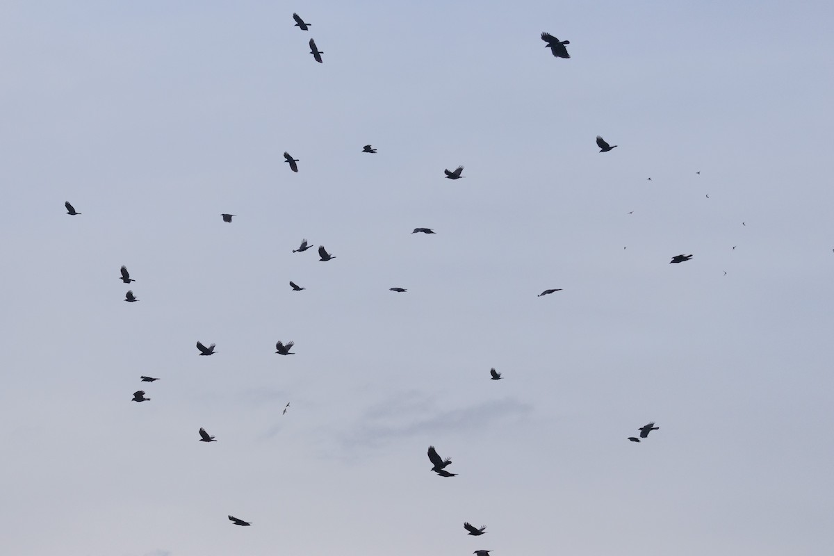 American Crow - ML645239684