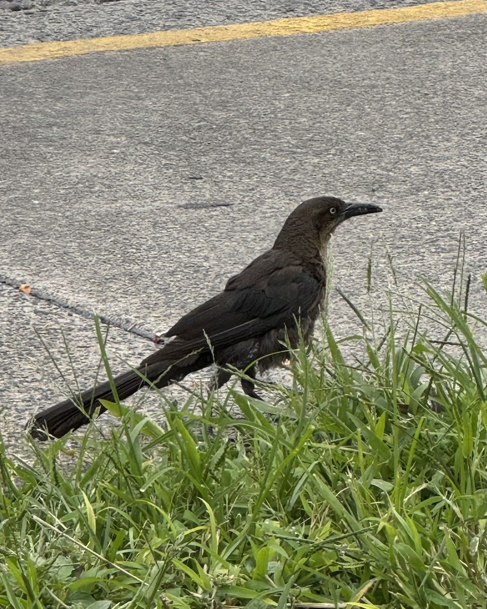 Great-tailed Grackle - ML645239692