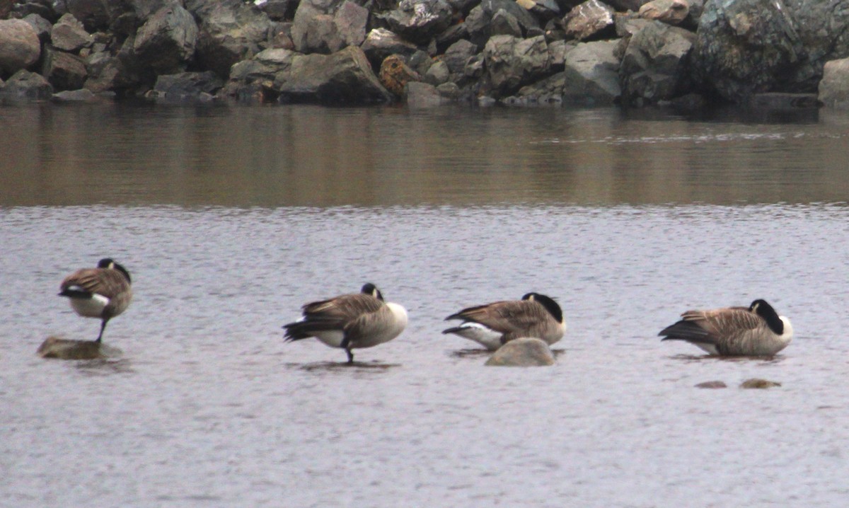 Canada Goose - ML645239693