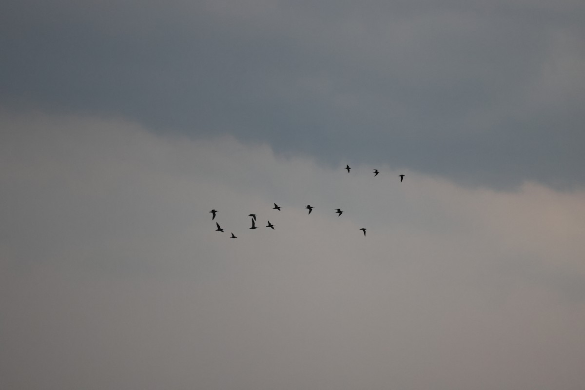 Hudsonian Whimbrel - ML645239696