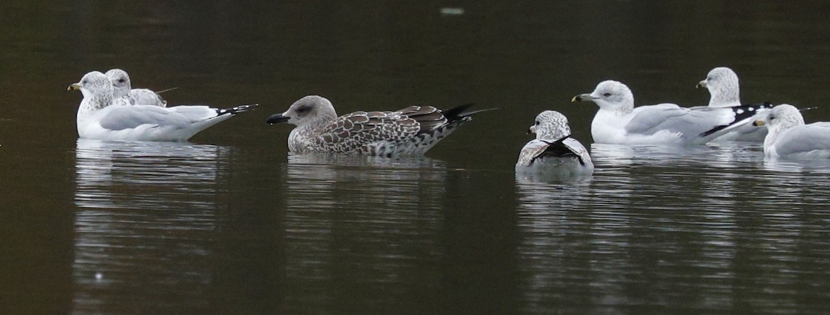 Zafferano - ML645239712