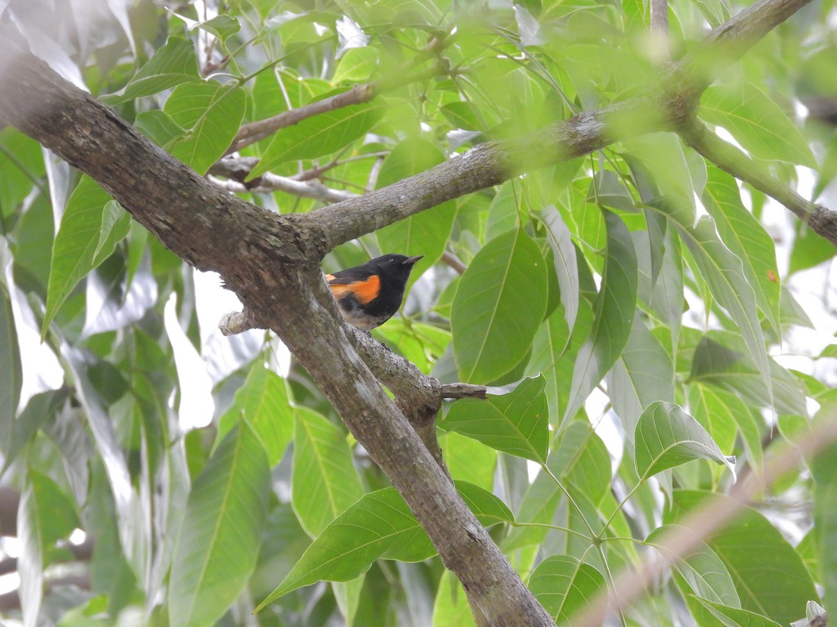 American Redstart - ML645239721