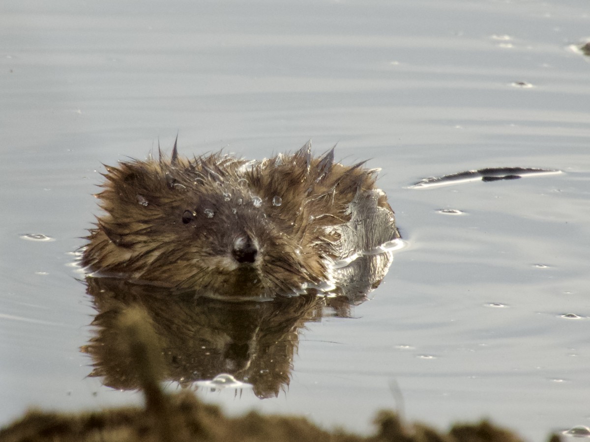 麝鼠 - ML645239722