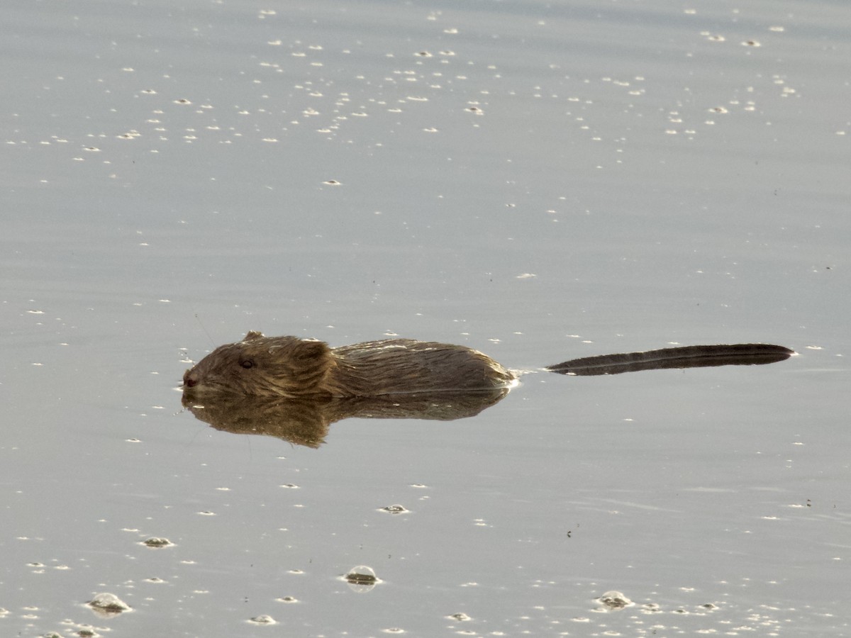 麝鼠 - ML645239723