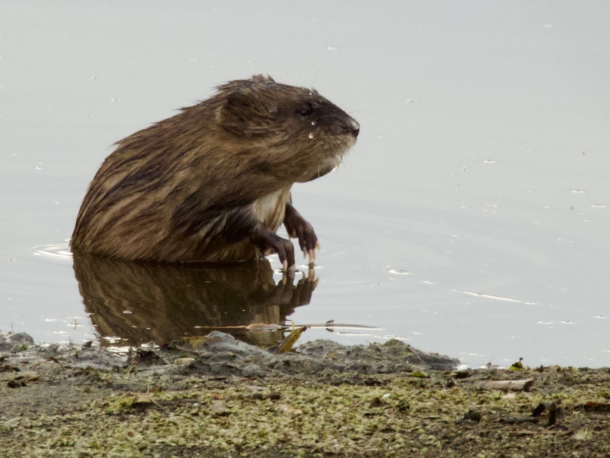 麝鼠 - ML645239724