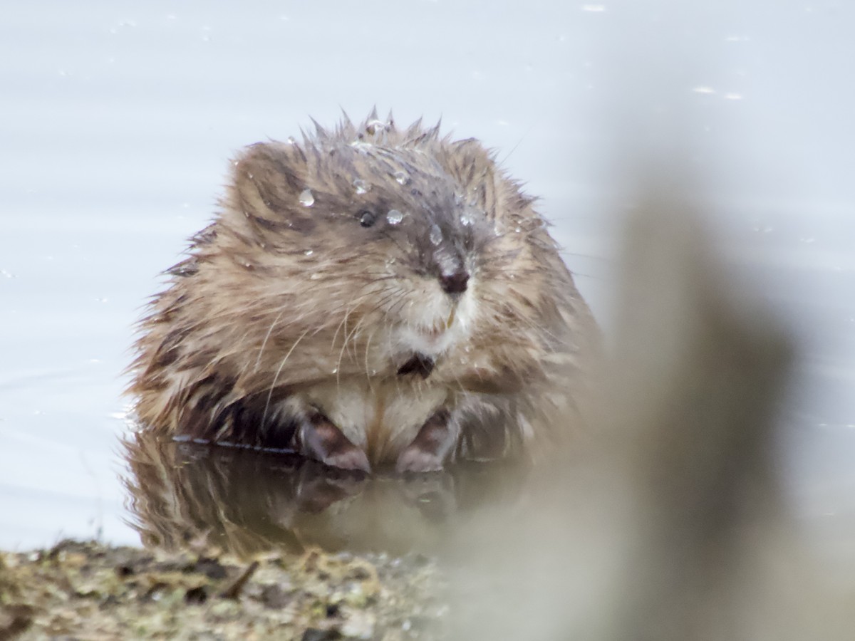 麝鼠 - ML645239725