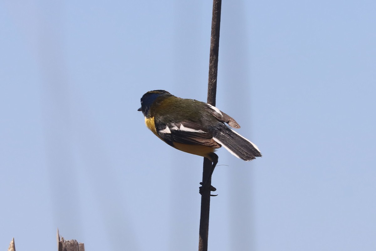 Many-colored Rush Tyrant - ML645239727