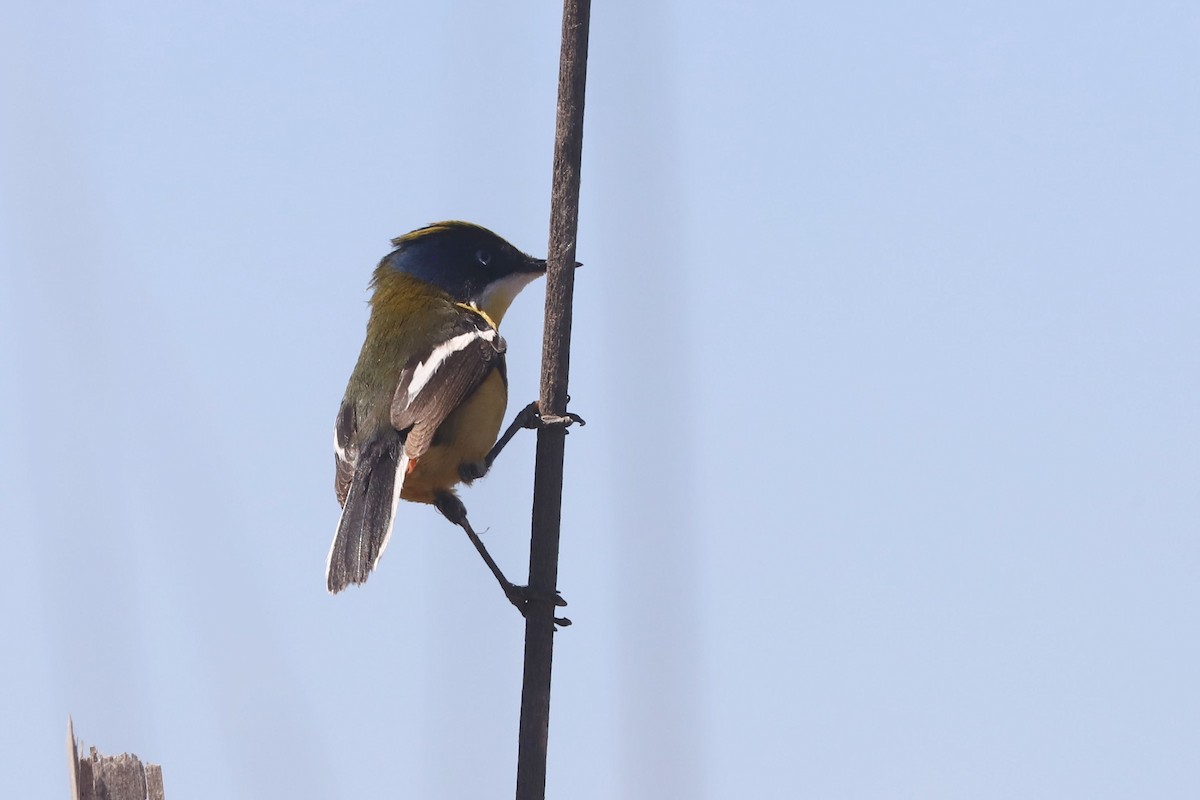 Many-colored Rush Tyrant - ML645239728